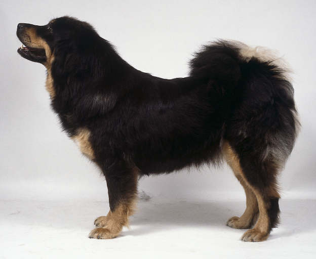 DOG DE TIBET